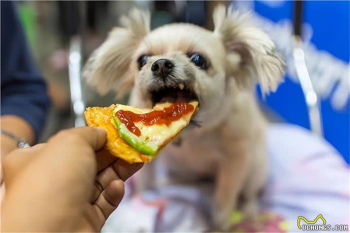 狗狗为什么吃很多都是瘦?这5种原因你家是哪种?