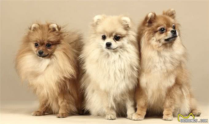 十大适合家养的宠物狗狗，看看有没有自家的爱犬哦