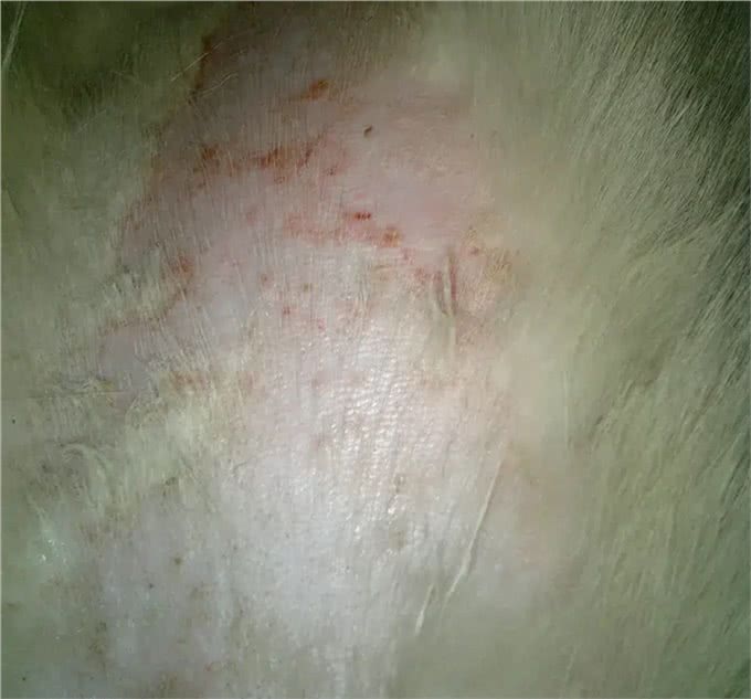 3种常见的狗狗螨虫皮肤问题，来宠爱国际动物医院了解下如何预防