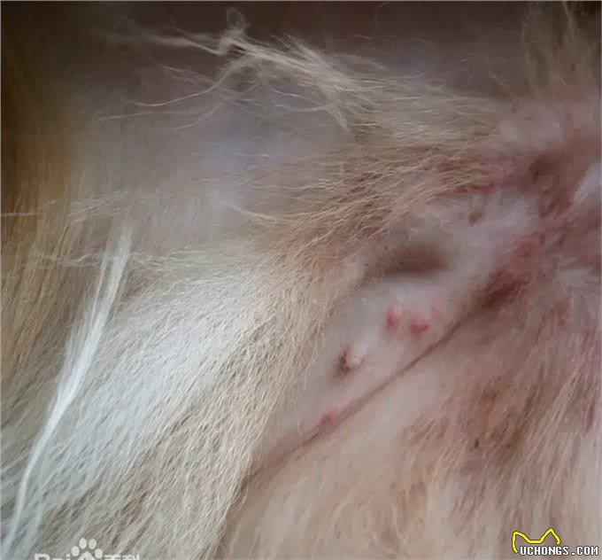 3种常见的狗狗螨虫皮肤问题，来宠爱国际动物医院了解下如何预防