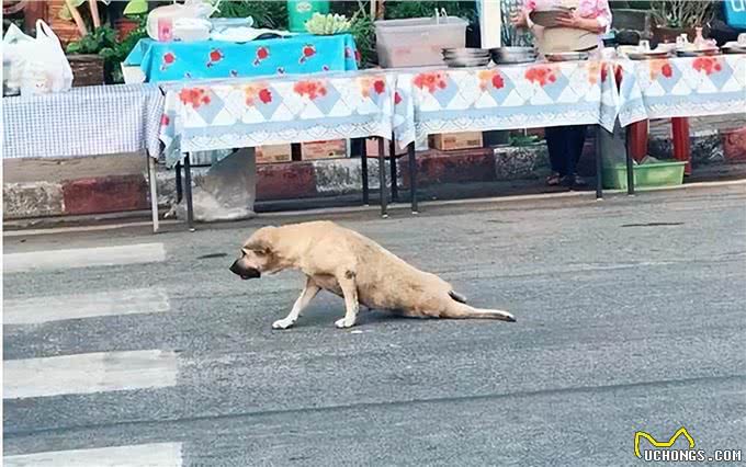 太狗了!狗狗腿瘸主人花400元确认是装的，为啥狗老喜欢装腿瘸?