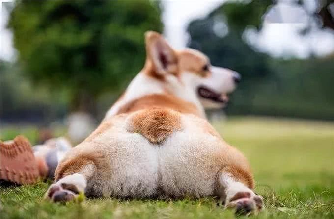太狗了!狗狗腿瘸主人花400元确认是装的，为啥狗老喜欢装腿瘸?