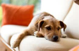 护理方法:狗狗感冒了如何快速好怎么让感冒的狗狗早点好起来