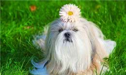 风靡世界的中国名犬，你知道多少?