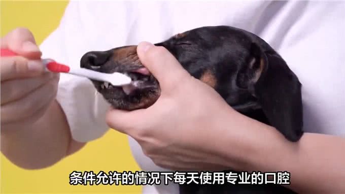 狗狗牙齿松动怎么办?—萌宠