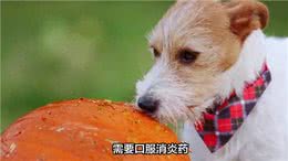 狗狗牙齿松动怎么办?—萌宠