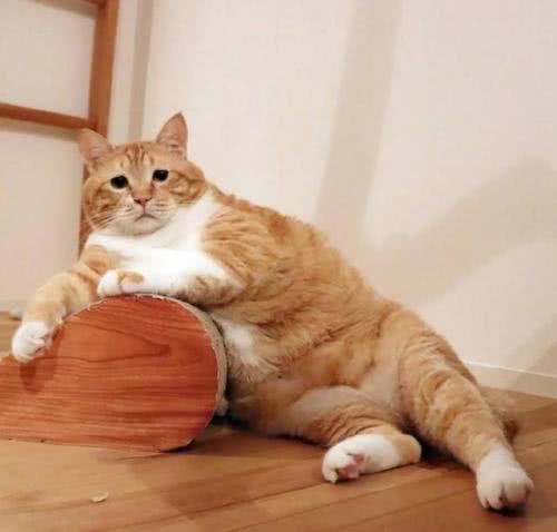 养猫教学篇，该如何选择适合自己的猫咪，猫咪品种小科普