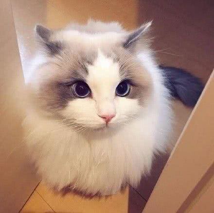 养猫教学篇，该如何选择适合自己的猫咪，猫咪品种小科普