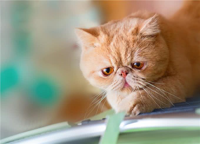 养猫教学篇，该如何选择适合自己的猫咪，猫咪品种小科普