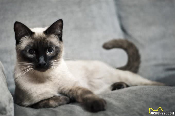 养猫教学篇，该如何选择适合自己的猫咪，猫咪品种小科普