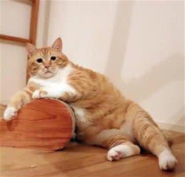 养猫教学篇，该如何选择适合自己的猫咪，猫咪品种小科普