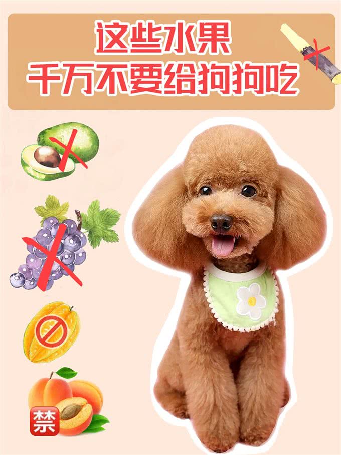 养狗攻略!这些水果千万不要给狗狗吃