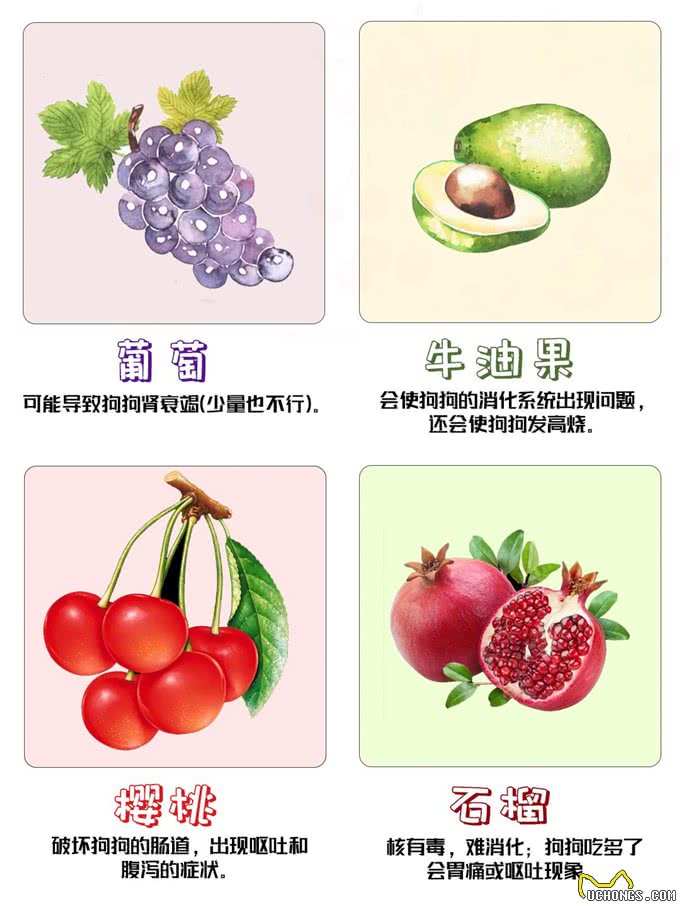 养狗攻略!这些水果千万不要给狗狗吃