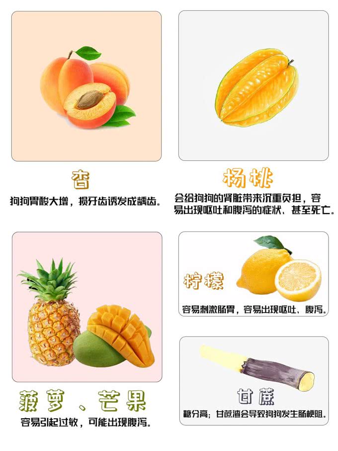 养狗攻略!这些水果千万不要给狗狗吃