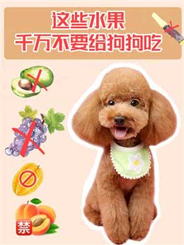 养狗攻略!这些水果千万不要给狗狗吃