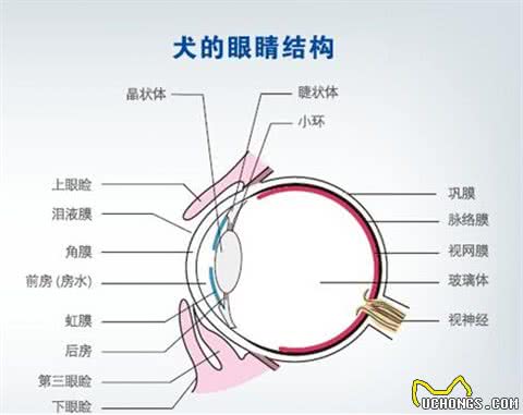 狗真能看到人看不到的东西?澳男子监控中看到狗和透明狗玩耍
