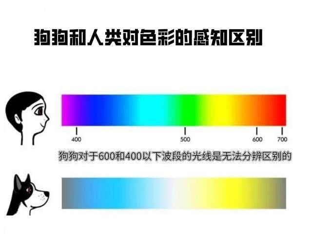 狗真能看到人看不到的东西?澳男子监控中看到狗和透明狗玩耍