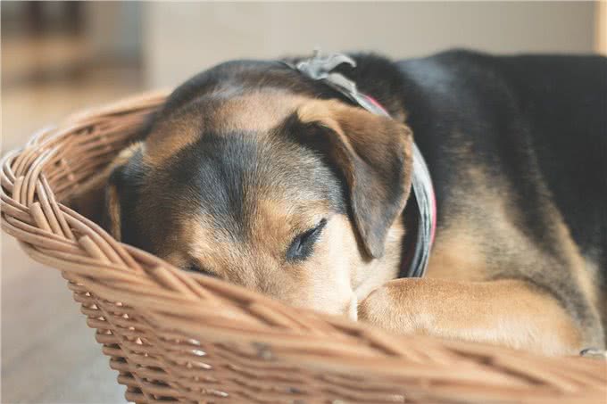 老年犬冬天要注意什么?防止狗狗关节肌肉僵硬，注意运动饮食健康