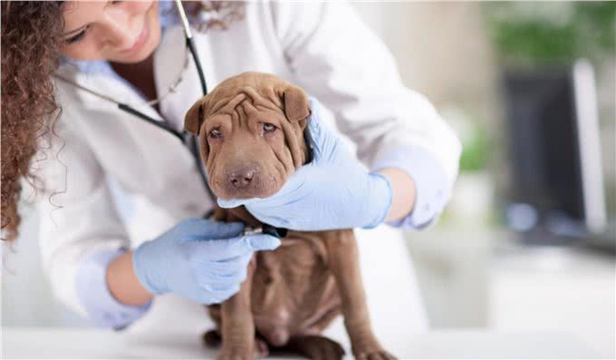 老年犬冬天要注意什么?防止狗狗关节肌肉僵硬，注意运动饮食健康