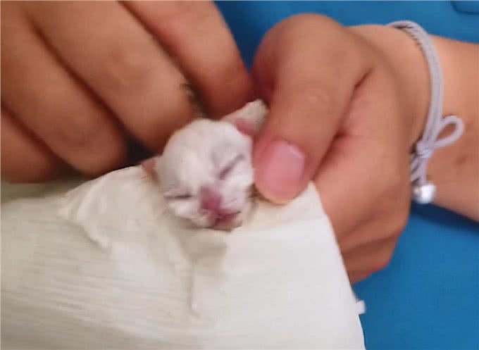 加菲猫半夜难产,女子一早送去医院,医生灵魂拷问:保大还是保小