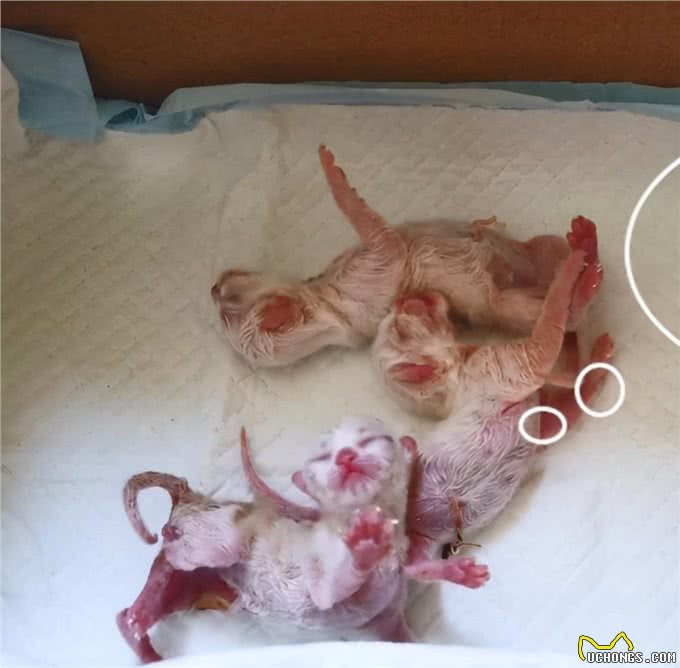 加菲猫半夜难产,女子一早送去医院,医生灵魂拷问:保大还是保小