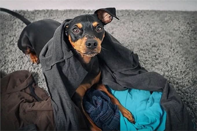 狗狗爱洗衣服?揭秘背后的四大心理原因!