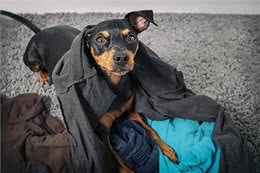狗狗爱洗衣服?揭秘背后的四大心理原因!