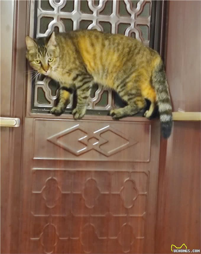 狸花猫究竟属于野猫还是宠物猫?