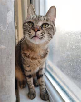 狸花猫究竟属于野猫还是宠物猫?