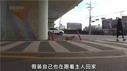 公狗在家门口等主人3年，肚子大的像怀孕一样，原因令人唏嘘