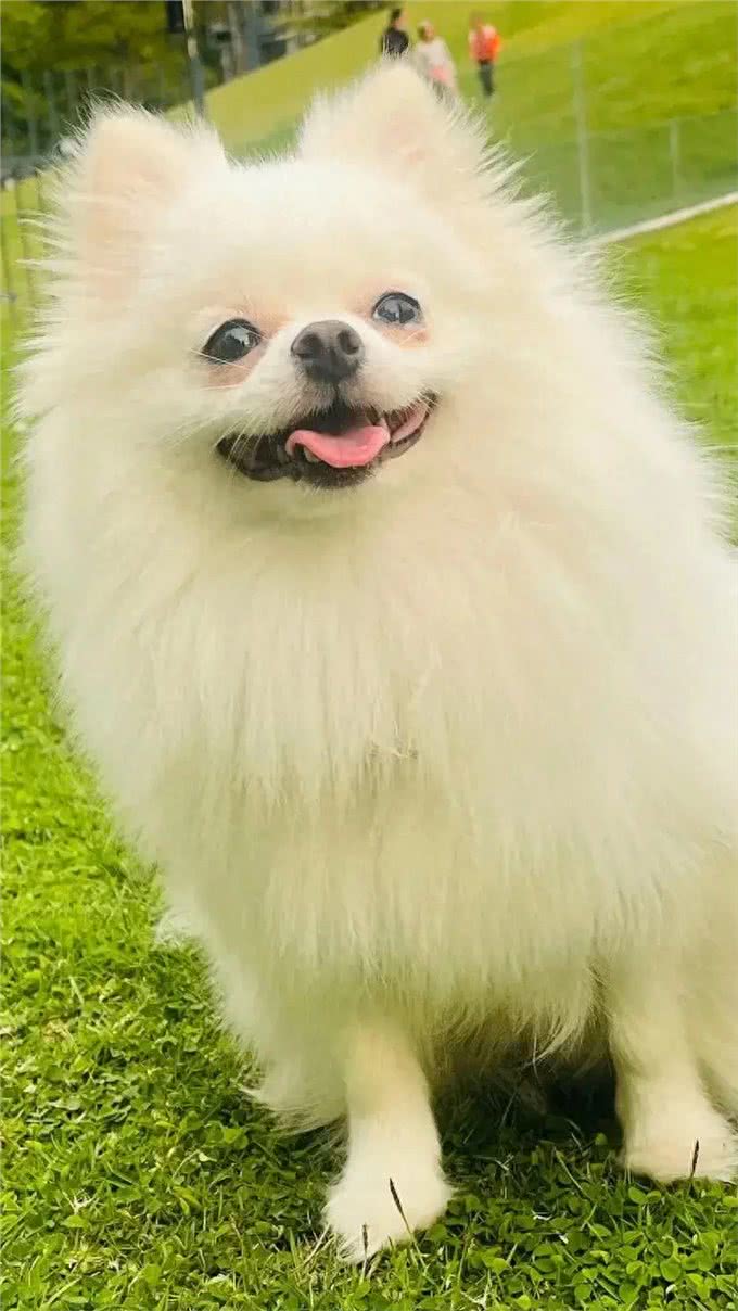 小狗的可爱之处