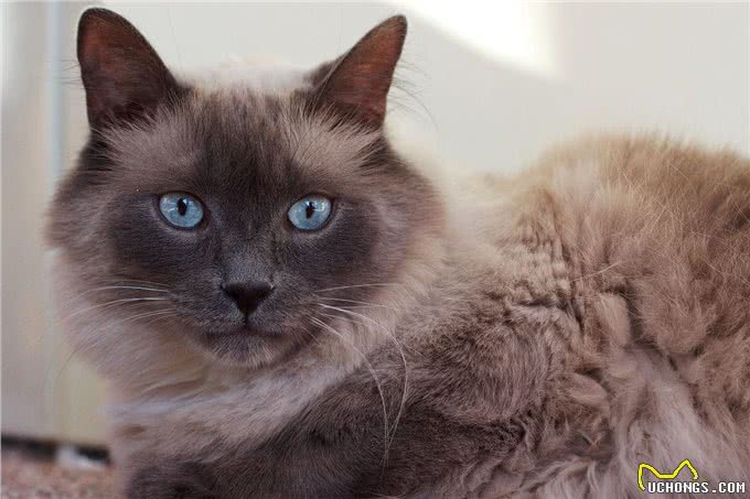 高贵优雅的巴厘猫!