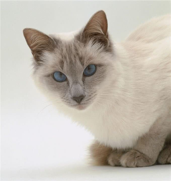 高贵优雅的巴厘猫!