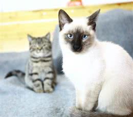 高贵优雅的巴厘猫!