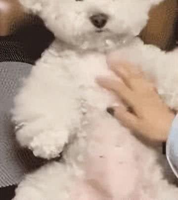 狗狗越是这样做，其实越爱你，别傻傻不懂