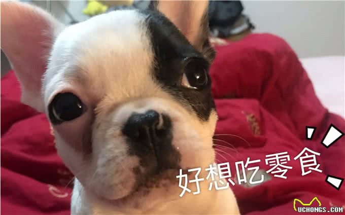 建议你养法斗是有原因的，养了就不想换狗了