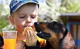 无论养什么狗，都要记住这6个忠告，不然你会失去它!