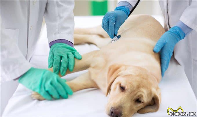 辟谣：狗狗发烧，咳嗽，流鼻涕不一定就是感冒，还有可能是犬瘟热