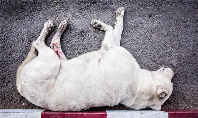 辟谣：狗狗发烧，咳嗽，流鼻涕不一定就是感冒，还有可能是犬瘟热