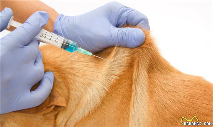 辟谣：狗狗发烧，咳嗽，流鼻涕不一定就是感冒，还有可能是犬瘟热