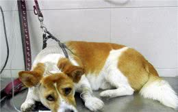 辟谣：狗狗发烧，咳嗽，流鼻涕不一定就是感冒，还有可能是犬瘟热