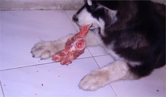 家里养的宠物狗为什么不让它吃生肉，这些原因你知道吗?
