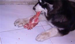 家里养的宠物狗为什么不让它吃生肉，这些原因你知道吗?