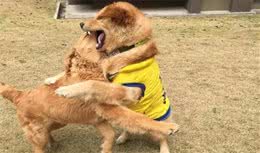 解惑:狗鼻子为什么是湿的?狗鼻子干也可能是正常的，你知道吗?