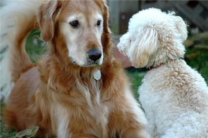 贵宾犬好还是金毛犬好?说实话，两个我都想养