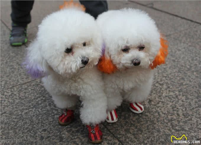 贵宾犬好还是金毛犬好?说实话，两个我都想养