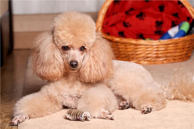 贵宾犬好还是金毛犬好?说实话，两个我都想养