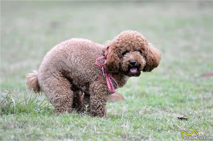 贵宾犬好还是金毛犬好?说实话，两个我都想养