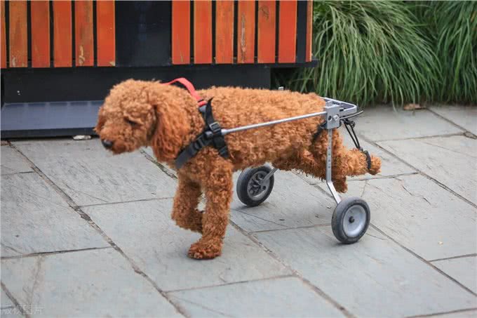 贵宾犬好还是金毛犬好?说实话，两个我都想养