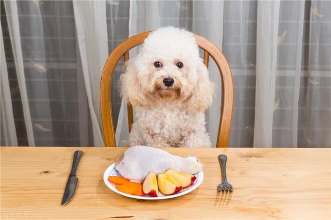 贵宾犬好还是金毛犬好?说实话，两个我都想养